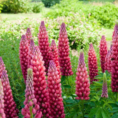 Lupine (Lupinus 'My Castle') - Gartenpflanzen