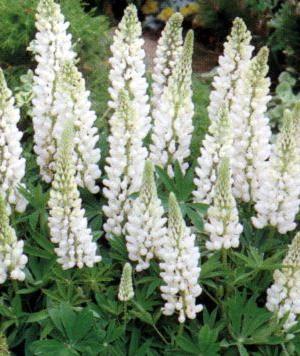 Lupine (Lupinus 'Noble Maiden') - Gartenpflanzen