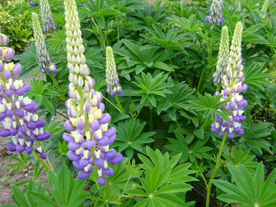Lupin (Lupinus 'Der Gouverneur')