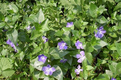 Immergrün (Vinca major)