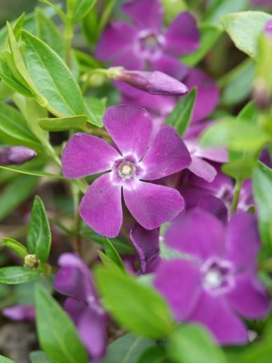 Maagdenpalm (Vinca minor 'Atropurpurea') - Tuinplanten
