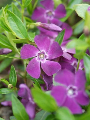 Immergrün (Vinca minor 'Atropurpurea')