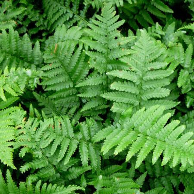 Männlicher Farn (Dryopteris filix-mas)