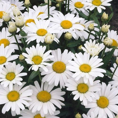 Gänseblümchen (Leucanthemum 'Alaska')