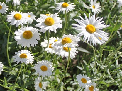 Margerite (Leucanthemum vulgare ‘Maikönigin’) - Gartenpflanzen
