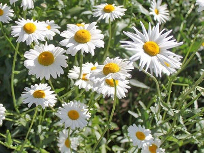 Gänseblümchen (Leucanthemum vulgare 'Maikönigin')
