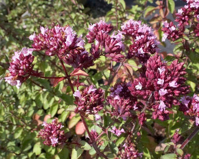Majoran (Origanum 'Rosenkuppel')