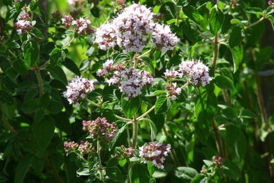 Majoran (Origanum vulgare 'Compactum')