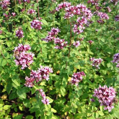 Majoran (Origanum vulgare)