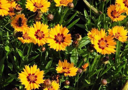 Mädchenaugen (Coreopsis lanceolata 'Baby Gold') - Gartenpflanzen