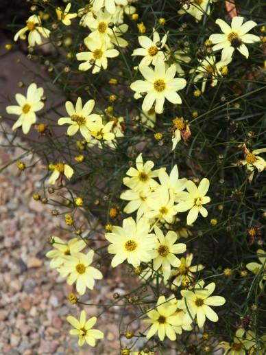 Mädchenaugen (Coreopsis vert. 'Moonbeam') - Gartenpflanzen