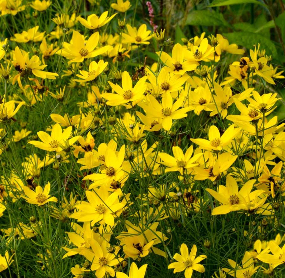 Mädchenaugen (Coreopsis vert. 'Zagreb') - Gartenpflanzen