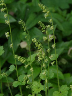 Gehrungslaub (Tellima grandiflora)