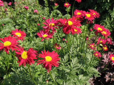 Mutterkraut (Tanacetum 'Robinson's Red')