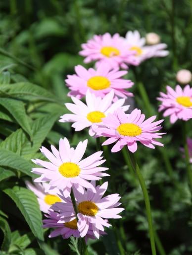Mutterkraut (Tanacetum 'Robinson's Rose') - Gartenpflanzen