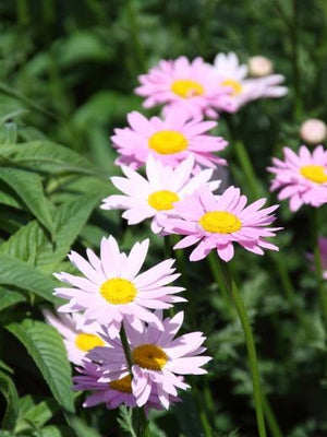 Mutterkraut (Tanacetum 'Robinson's Rose')
