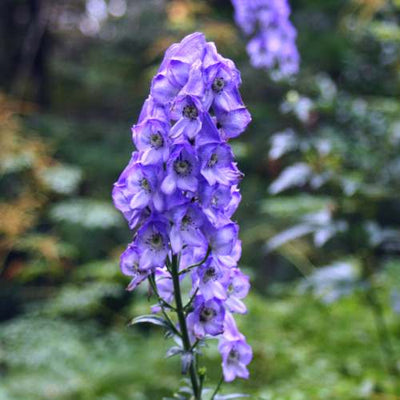 Eisenhut (Aconitum carmichaelii 'Arendsii')