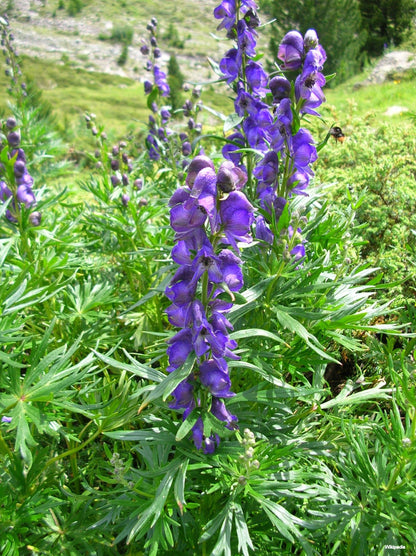 Eisenhut (Aconitum napellus) - Gartenpflanzen