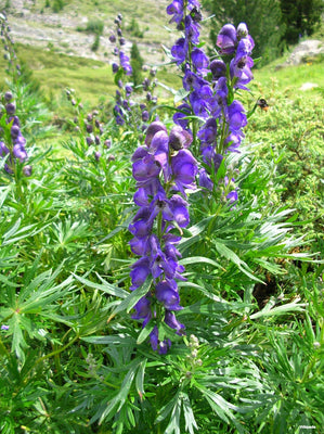 Eisenhut (Aconitum napellus)