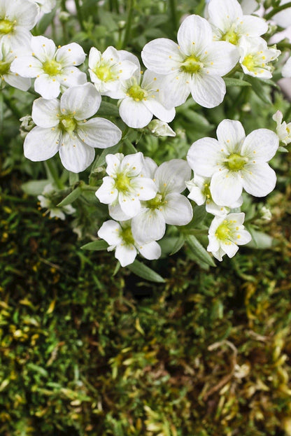 Moos-Steinbrech (Saxifraga (A) 'Schneeteppich') - Gartenpflanzen