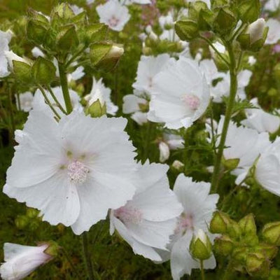 Moschusmalve (Malva moschata 'Alba')