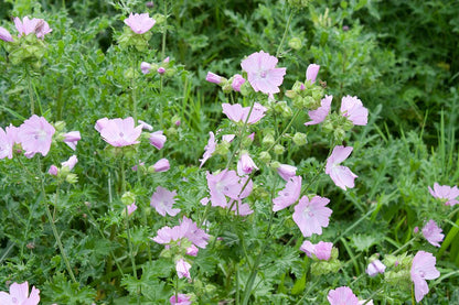 Moschus-Malve (Malva moschata 'Rosea') - Gartenpflanzen