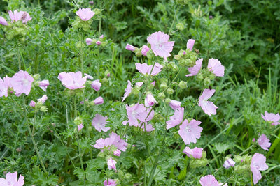 Moschusmalve (Malva moschata 'Rosea')