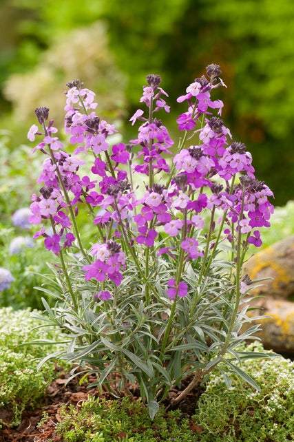 Goldlack (Erysimum 'Bowles Mauve') - Gartenpflanzen