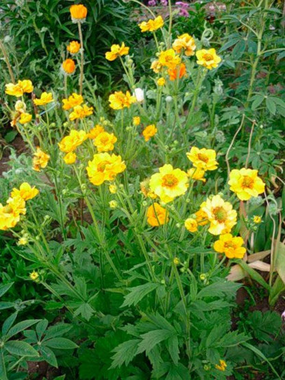 Nagelkraut (Geum chiloense ‘Lady Stratheden’) - Gartenpflanzen