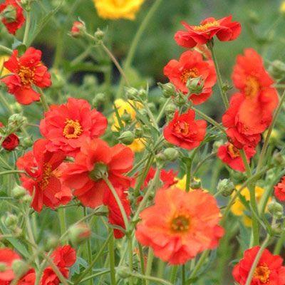 Nagelwurz (Geum chiloense 'Mrs Bradshaw') - Gartenpflanzen