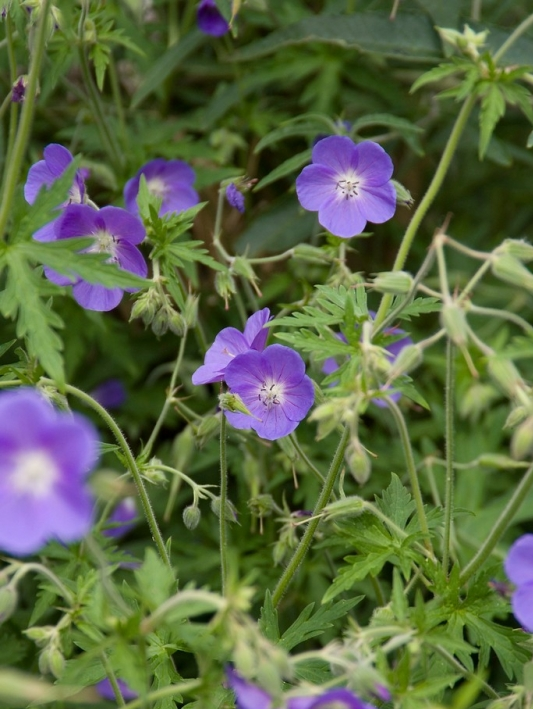 Ooievaarsbek (Geranium 'Brookside') - Tuinplanten