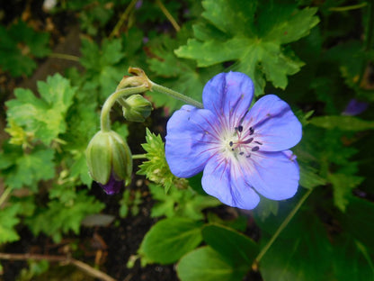 Storchschnabel (Geranium 'Johnson's Blue') - Gartenpflanzen