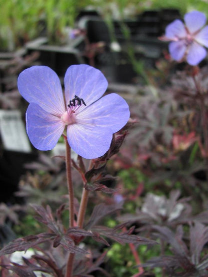Geranium 'Midnight Reiter' - Gartenpflanzen