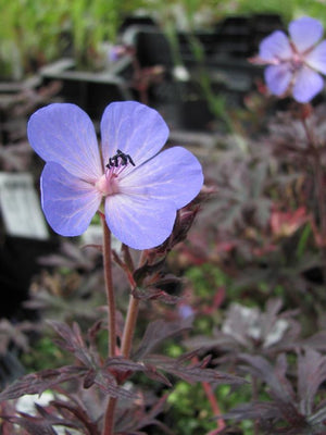 Storchschnabel (Geranium 'Midnight Reiter')