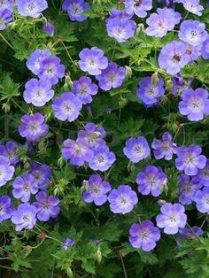 Storchschnabel (Geranium 'New Dimension')