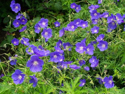 Storchschnabel (Geranium 'Orion') - Gartenpflanzen