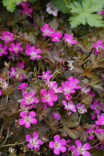 Ooievaarsbek (Geranium 'Orkney Cherry') - Tuinplanten