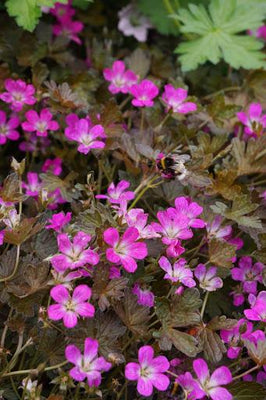 Storchschnabel (Geranium 'Orkney Cherry')