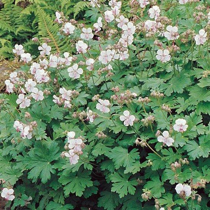 Ooievaarsbek (Geranium cantabrigiense 'Biokovo') - Gartenpflanzen