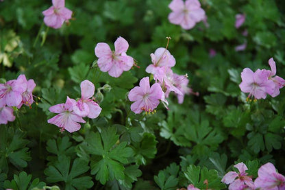 Ooievaarsbek (Geranium dalmaticum) - Gartenpflanzen