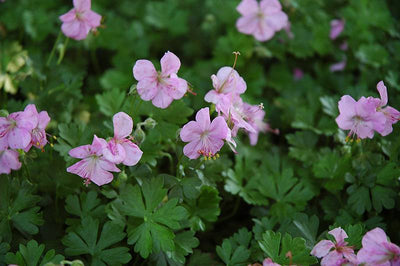 Storchschnabel (Geranium dalmaticum)