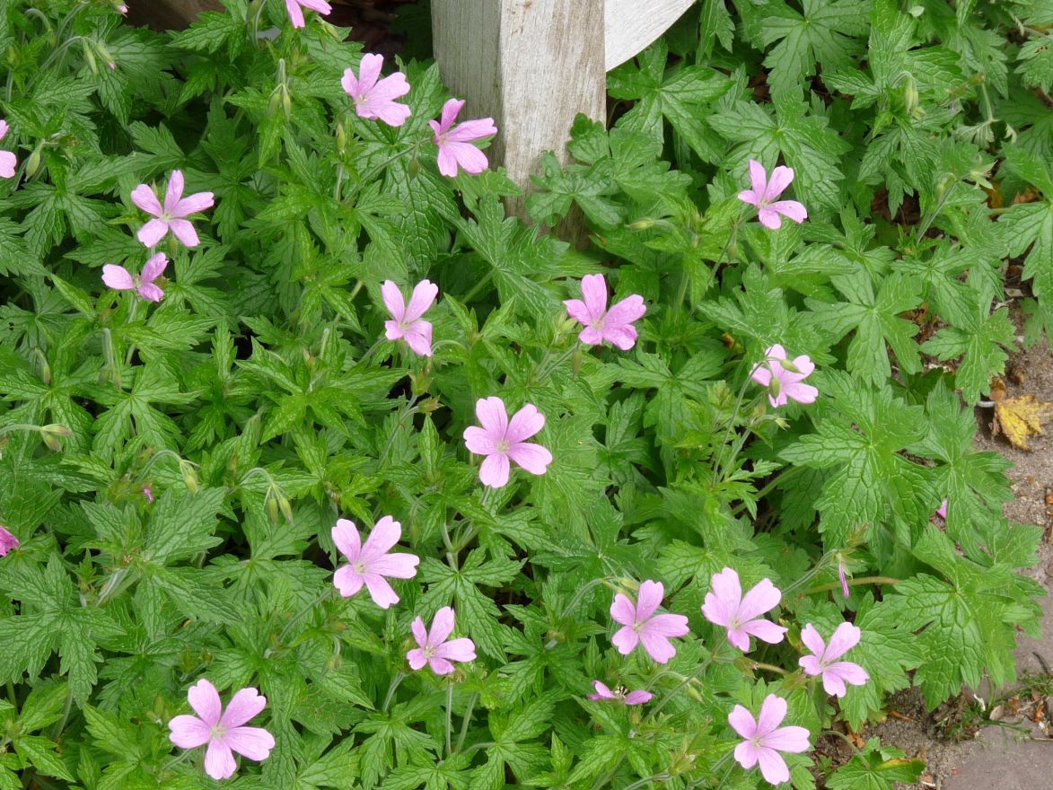 Storchschnabel (Geranium endressii 'Wargrave Pink') - Gartenpflanzen