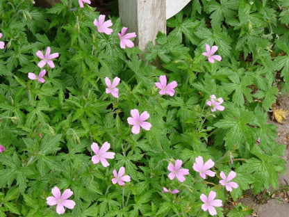 Storchschnabel (Geranium endressii 'Wargrave Pink') - Gartenpflanzen