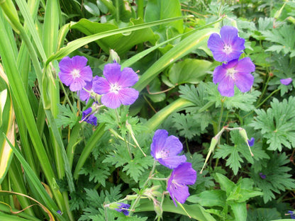 Geranium himalayense - Gartenpflanzen