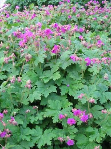 Storchschnabel (Geranium macr. 'Czakor.') - Gartenpflanzen