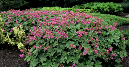 Ooievaarsbek (Geranium macr. 'Ingwersen's Var.') - Gartenpflanzen