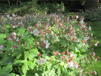 Storchschnabel (Geranium macr. 'Spessart') - Gartenpflanzen