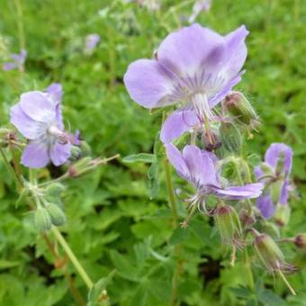 Storchschnabel (Geranium phaeum var. lividum) - Gartenpflanzen