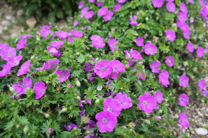 Geranium sanguineum - Gartenpflanzen