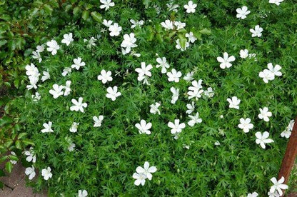 Geranium sanguineum 'Album' - Gartenpflanzen